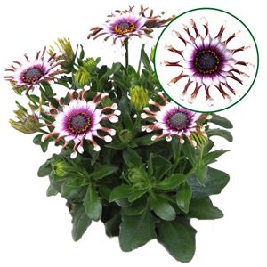 Afbeelding van Osteospermum P12 White spoon